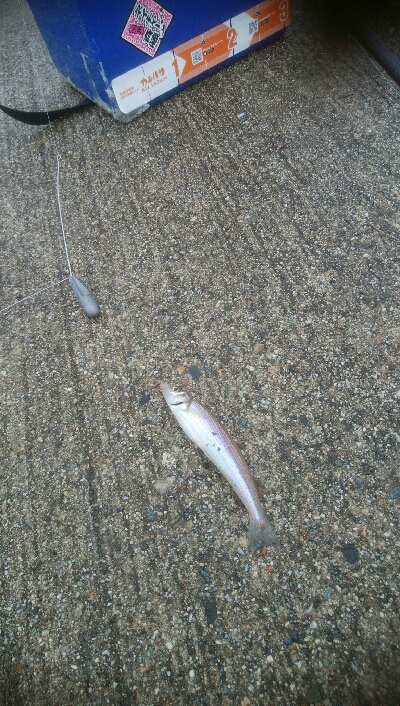 キスとかさごが釣れました