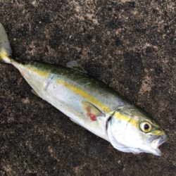 本日活性高い！