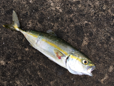 本日活性高い！