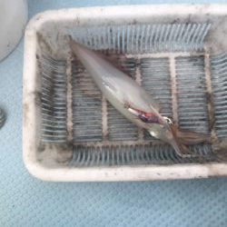 シロイカ  イカメタル  ブルーシャーク