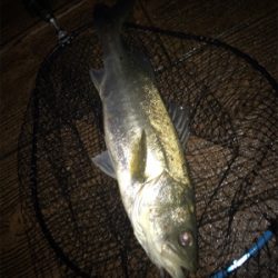 ナイトだけ？少しマシなサイズ