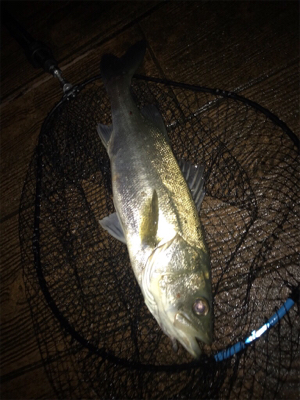 ナイトだけ？少しマシなサイズ