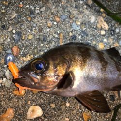 ガッシー＆メバル