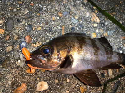 ガッシー＆メバル