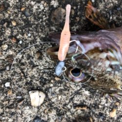 がっちゃん、メバル、ツバス