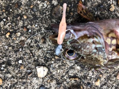 がっちゃん、メバル、ツバス