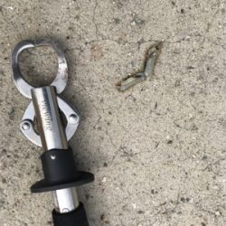 サワラ？サゴシ？