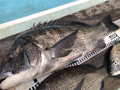 つりぴぃぽぉ釣果