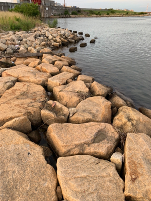 ナイトテナガエビ釣り