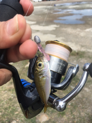 アジング成立（苦笑）