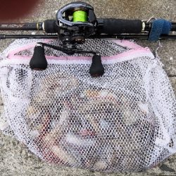 タコシーズン開幕か?