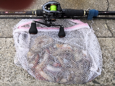 タコシーズン開幕か?