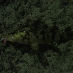 久しぶりの釣行