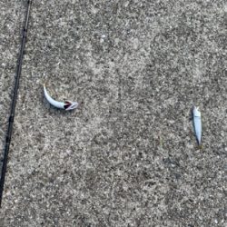 神戸沖突堤でタコ、タチウオ調査