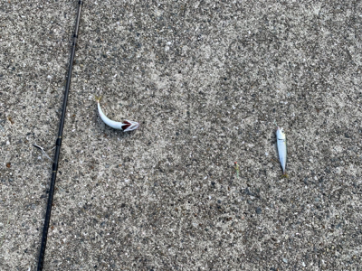 神戸沖突堤でタコ、タチウオ調査