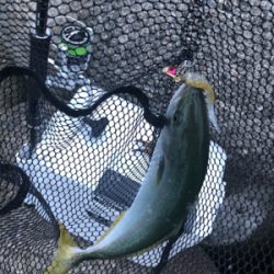 貝塚人工島でツバス狙い