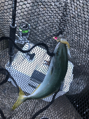 貝塚人工島でツバス狙い