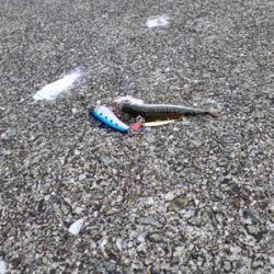 初めてのミニ波止で