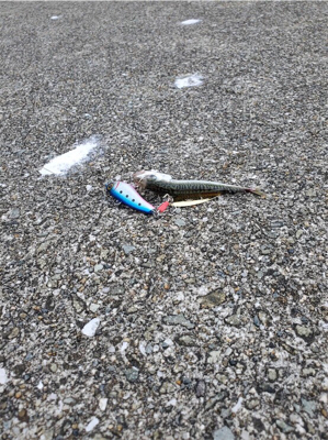 初めてのミニ波止で