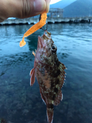 根魚