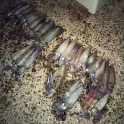 餌巻エギ最強説