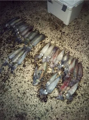 餌巻エギ最強説