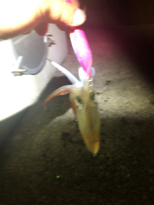 仕事終わりに釣行