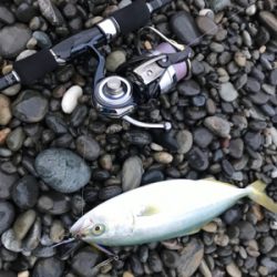 七里御浜でタイ!?