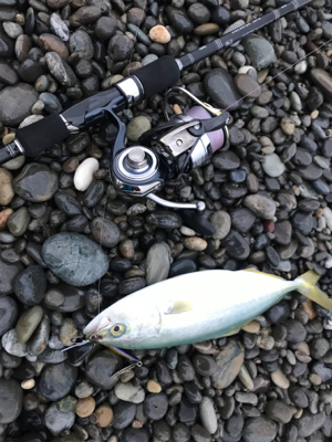 七里御浜でタイ!?