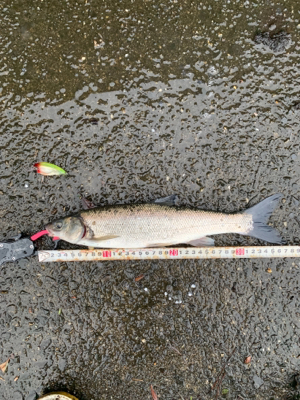 魚が掛かった途端に…