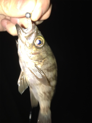 久しぶりの釣り