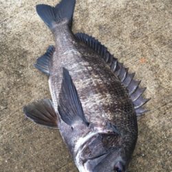 底狙いのエビ撒き