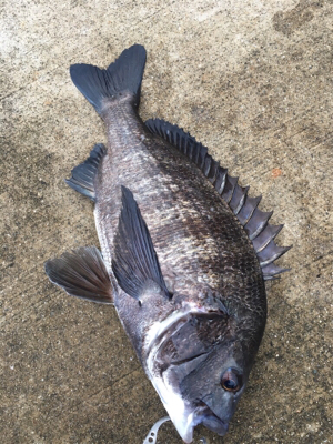 底狙いのエビ撒き