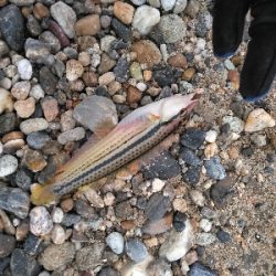 遠投したものの不発