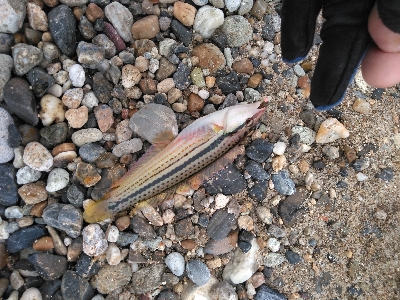 遠投したものの不発