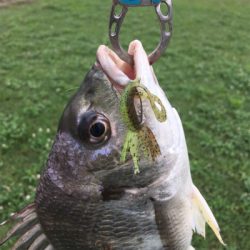 淀川ブリームゲーム 雨上がりの高活性
