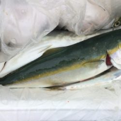 雨の中でもツバス