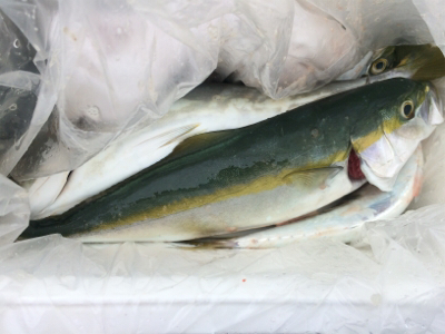 雨の中でもツバス