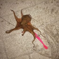 タコ→シーバス→タコ