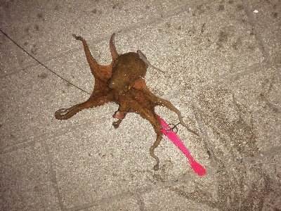 タコ→シーバス→タコ