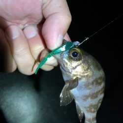 ナイトアジング