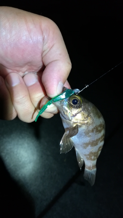 ナイトアジング