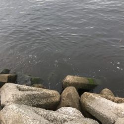 タコ釣れないので夜釣りに