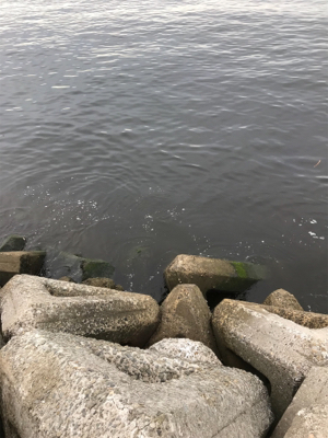 タコ釣れないので夜釣りに