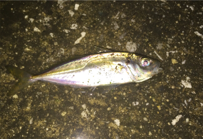 アジングでキビレ