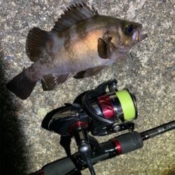 秋田港アジング