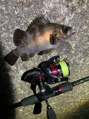 秋田港アジング