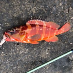 上物とちょっとロックinマルヒサ渡船