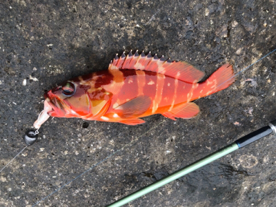 上物とちょっとロックinマルヒサ渡船