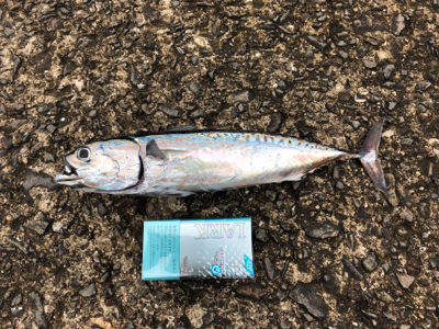 ジグサビキがハマった